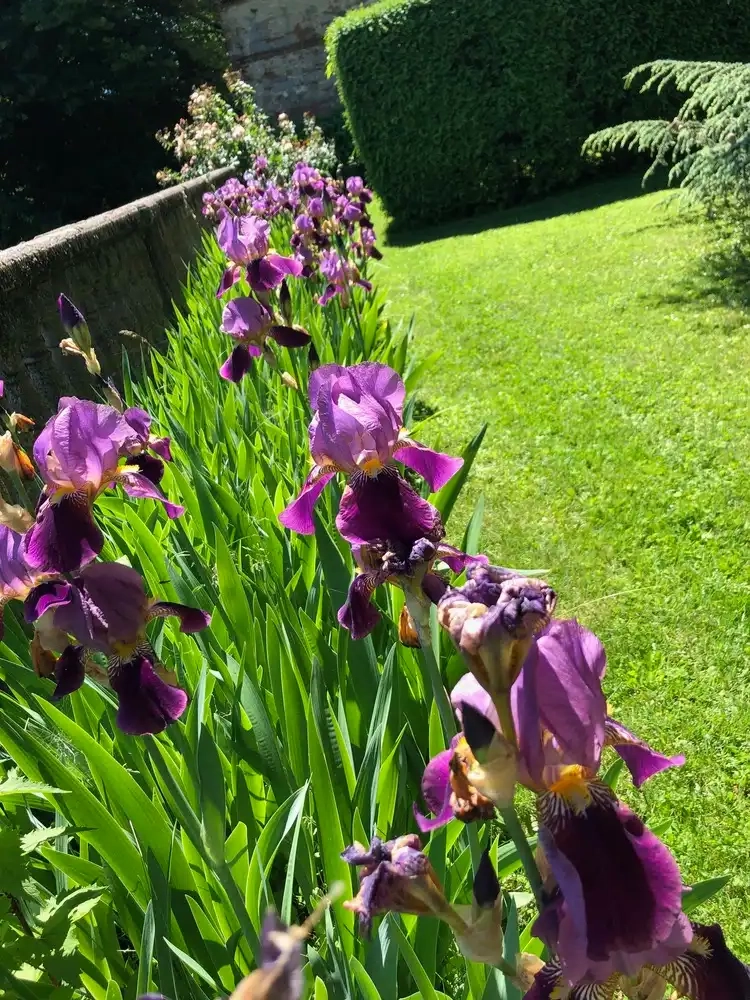 01_iris