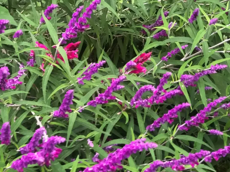 03_salvia leucantha