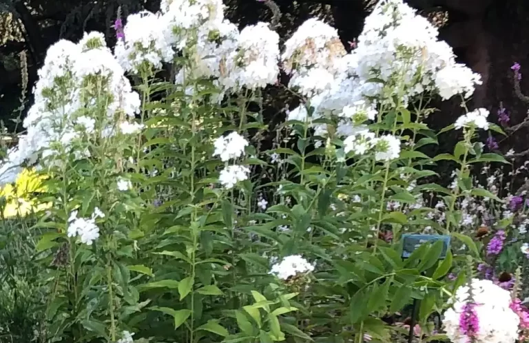04_phlox