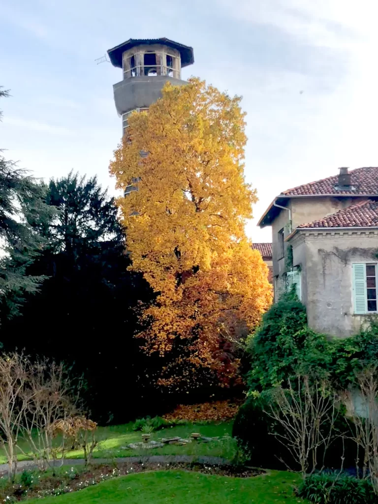 LIRIODENDRON TULIPIFERA