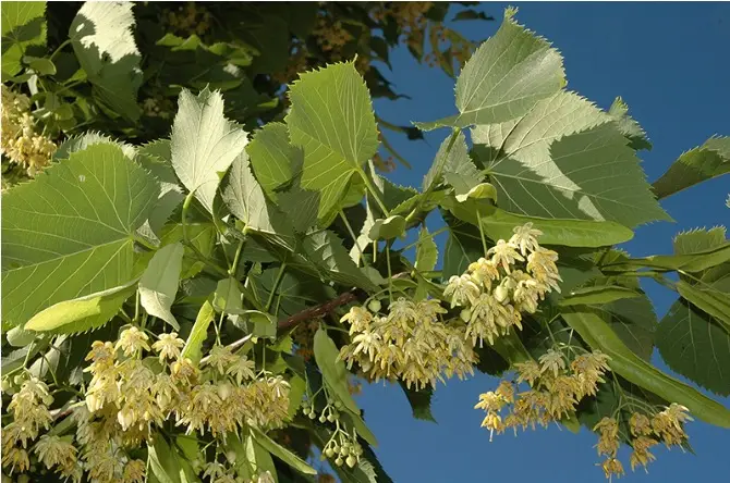 TIGLIO
